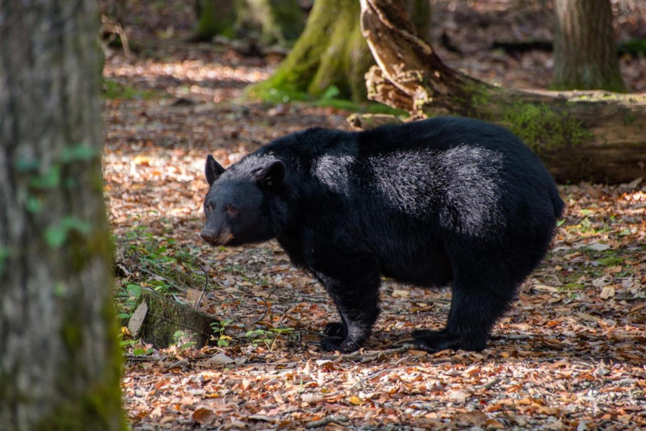 Friendly Bear Cabin Pigeon Forge Buitenkant foto